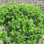 Stinkweed is a hot, spicy feed, and dangerous. | John Campbell photo