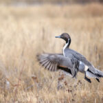 The “Habitat-Friendly Winter Wheat Ecolabel” will be available for products using western Canadian winter wheat, which provides much-needed habitat for a number of nesting species like Northern Pintails. | Screencap via Twitter/@HabitatWheat
