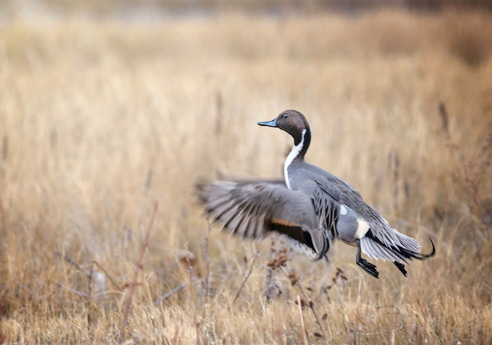 The &ldquo;Habitat-Friendly Winter Wheat Ecolabel&rdquo; will be available for products using western Canadian winter wheat, which provides much-needed habitat for a number of nesting species like Northern Pintails. | Screencap via Twitter/@HabitatWheat