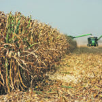 Hotter and drier conditions for farmers in traditional corn-country around the world will result in lower yields and more wheat production. | File photo