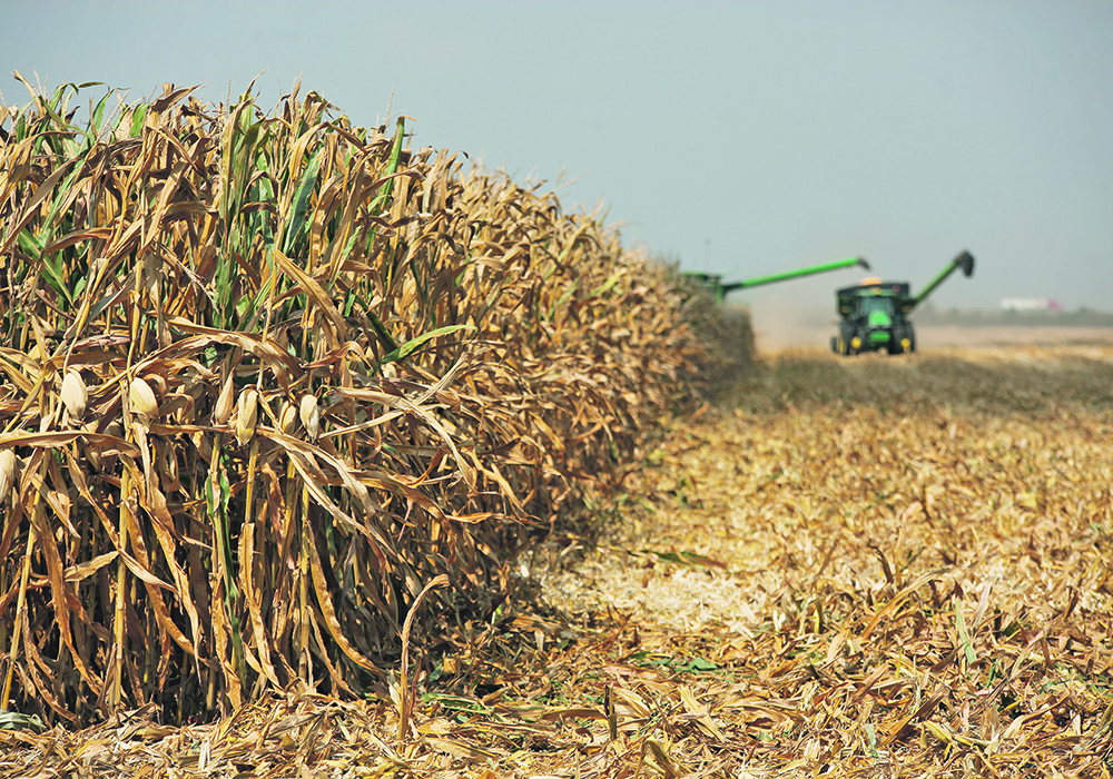 Hotter and drier conditions for farmers in traditional corn-country around the world will result in lower yields and more wheat production.  |  File photo