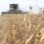 New crop yellow peas are being quoted in the $12 to $13 per bushel range. | File photo