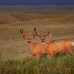 Manitoba has restricted hunting along the Saskatchewan border in an area stretching south of Roblin to Asessippi Provincial Park, following the discovery of the positive case in a mule deer near Lake of the Prairies last month. | File photo