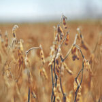 Soybean prices are now below the 100-day average and at the lowest level in four months. Soybean meal prices in China have also tumbled to a one-year low. | File photo