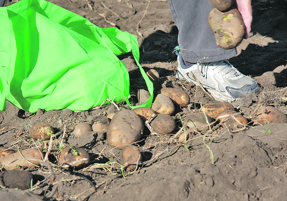 One family’s potatoes were for sharing as well as eating. | File photo