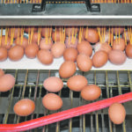 New poultry feeds contain additives such as essential oils, which the industry claims result in healthier chickens and improved egg weight. | File photo