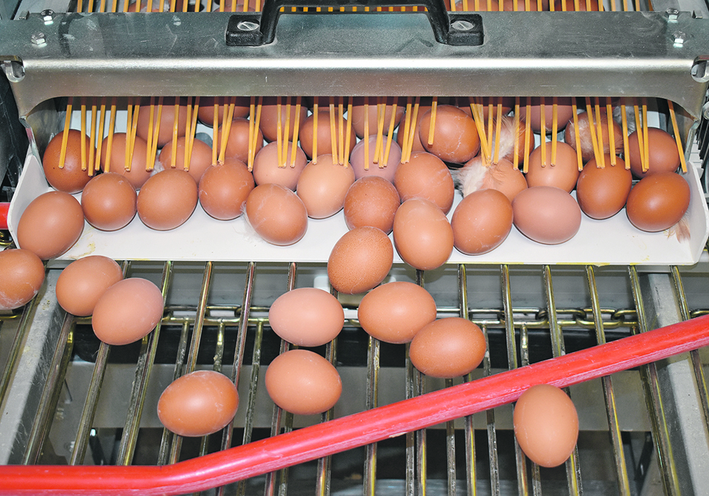New poultry feeds contain additives such as essential oils, which the industry claims result in healthier chickens and improved egg weight. | File photo
