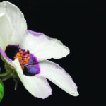 Research has found that plants use buckling to create nano-size ridges and precisely sculpture the surface of petals in hibiscus flowers to generate iridescent colours as a strategy to lure pollinators. | University of Cambridge photo