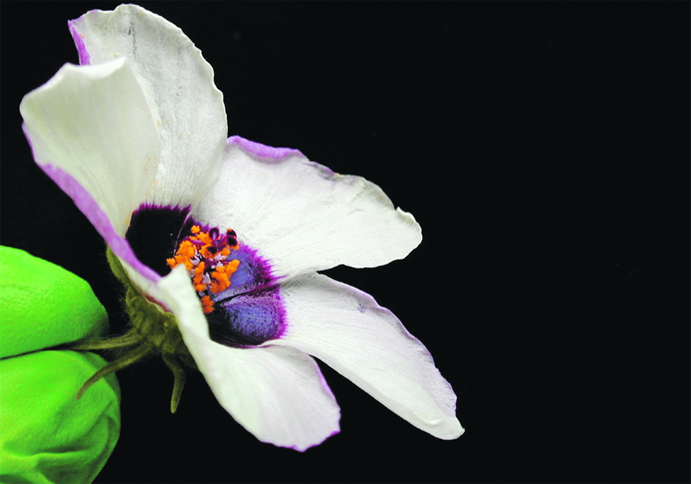 Research has found that plants use buckling to create nano-size ridges and precisely sculpture the surface of petals in hibiscus flowers to generate iridescent colours as a strategy to lure pollinators. | University of Cambridge photo