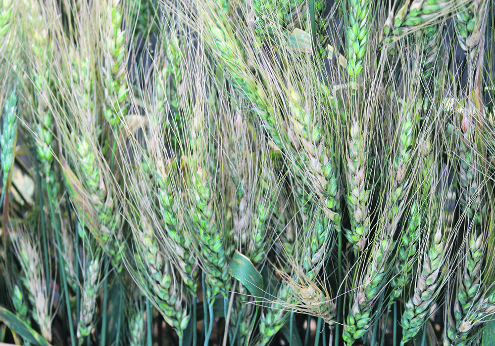 Untreated ACC Brandon spring wheat from BASF's 2020 trials at Winkler, Man.  |  BASF photo