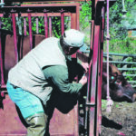 Some animals are more sensitive than others to the antigens and adjuvants in livestock vaccines. | Heather Smith Thomas photo