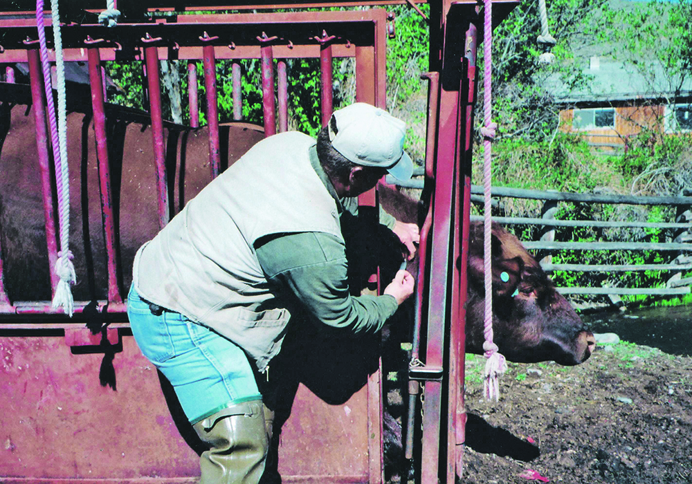 Some animals are more sensitive than others to the antigens and adjuvants in livestock vaccines. | Heather Smith Thomas photo