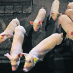 Combining two otherwise appropriate medications in a feed ration had lethal results on a hog farm. | Reuters/Todd Korol photo