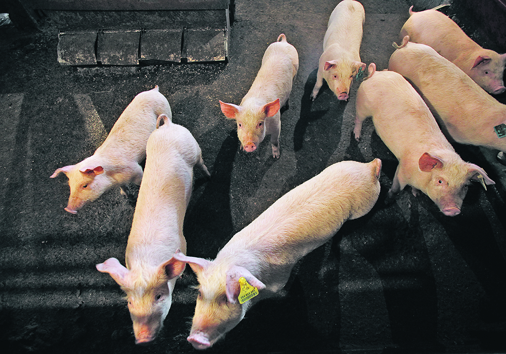 Combining two otherwise appropriate medications in a feed ration had lethal results on a hog farm. | Reuters/Todd Korol photo
