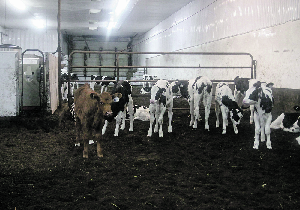 American research has found that calves of heat-stressed cows had lower birth weights, lower organ weights and higher rates of cell death in the intestine. | File photo