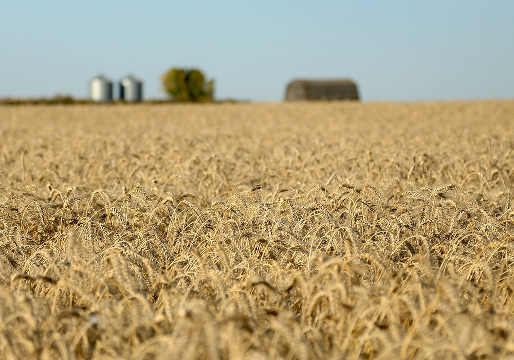 Brazil recently approved genetically modified wheat flour but the product is expected to meet resistance from millers and global consumers. | File photo