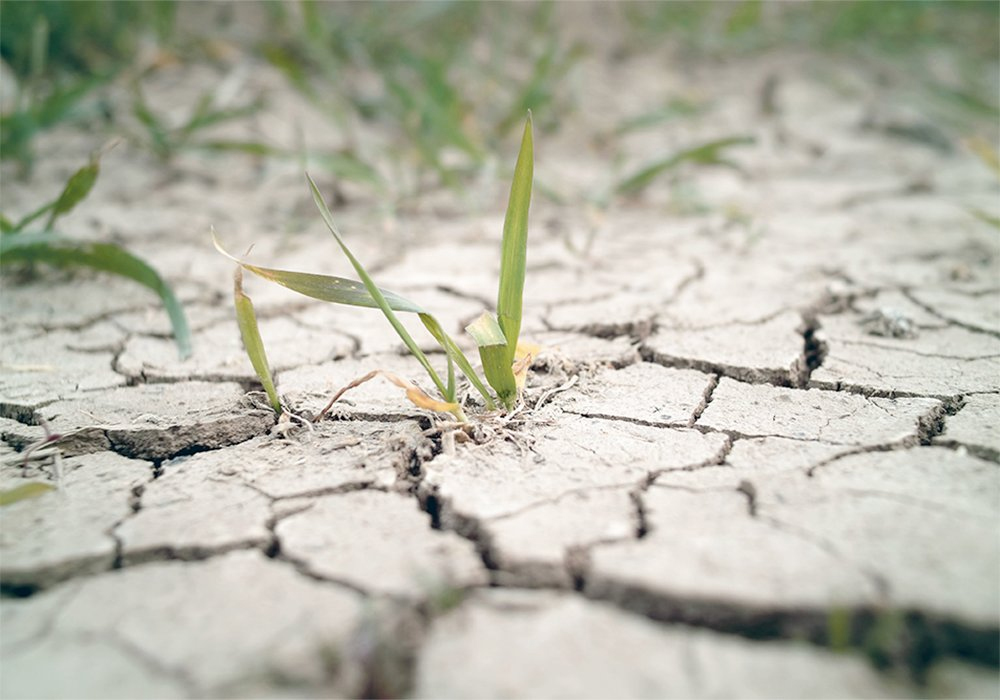 For most producers, me included, it was surprising to learn that contract buyouts are an eligible AgriStability expense. | File photo