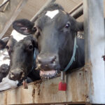Cedar Valley Farms in Abbotsford was investigated after a video was submitted to the B.C. SPCA that allegedly included workers beating cows with wrenches. | File photo
