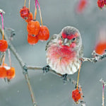 House finches tend to be widespread, and their colour varies from a nondescript grayish brown to yellow and even brilliant red. | Robin and Arlene Karpan photo