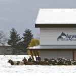 Cattle are moved to higher ground during a community rescue operation after rainstorms caused flooding and landslides in Abbotsford, B.C., November 16. | Reuters/Jesse Winter photo