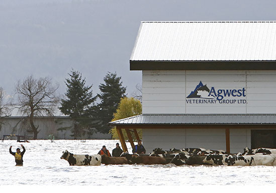 Cattle are moved to higher ground during a community rescue operation after rainstorms caused flooding and landslides in Abbotsford, B.C., November 16.  |  Reuters/Jesse Winter photo