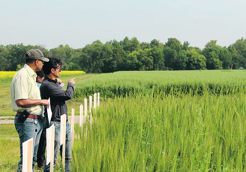 The Participatory Plant Breeding program sees itself fulfilling a role in keeping Canada’s seed diversity from becoming too dependent on conventional agronomy. | Michelle Carkner photo
