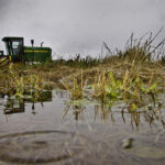 Heavy harvest rain is causing extensive quality damage to Australia's crop in northern and central New South Wales and Queensland, said MarketsFarm analyst Bruce Burnett. | File photo