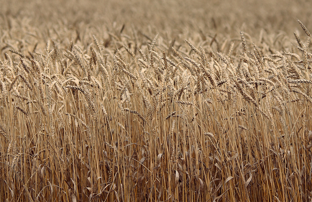 The International Grains Council last week cut its forecast for 2021/22 global wheat production, underscoring concerns over dwindling stocks. | File photo