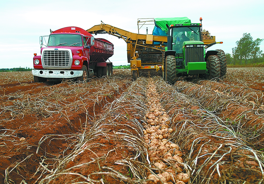 The PEI Potato Board, in a statement released Nov. 22, said this decision has nothing to do with plant disease issues and everything to do with trade. | File photo