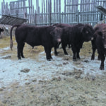 Scrotal frostbite commonly occurs in bulls after a severe winter, particularly when they don’t have adequate bedding or shelter from wind. | Heather Smith Thomas photo