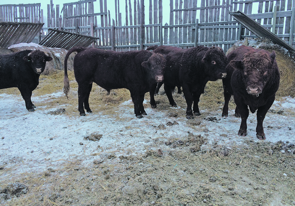Scrotal frostbite commonly occurs in bulls after a severe winter, particularly when they don’t have adequate bedding or shelter from wind. | Heather Smith Thomas photo