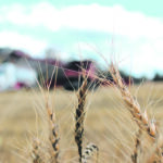Preliminary sampling results from Australia’s wheat crop in northern and central New South Wales and Queensland show low falling numbers and a significant reduction in overall quality compared to last year, which analysts say will have a major impact on the market. | Reuters/Jonathan Barrett photo
