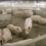 Maple Leaf, which produces about 40 percent of the pigs it uses in its company-branded meat, says its pregnant sows will all live in open housing systems it has been incorporating since the mid-2010s. | Screencap via YouTube/Maple Leaf Foods Corp
