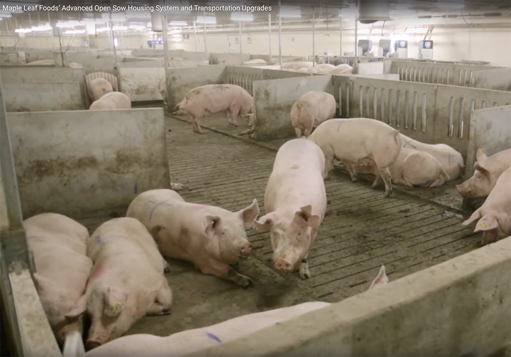 Maple Leaf, which produces about 40 percent of the pigs it uses in its company-branded meat, says its pregnant sows will all live in open housing systems it has been incorporating since the mid-2010s. | Screencap via YouTube/Maple Leaf Foods Corp