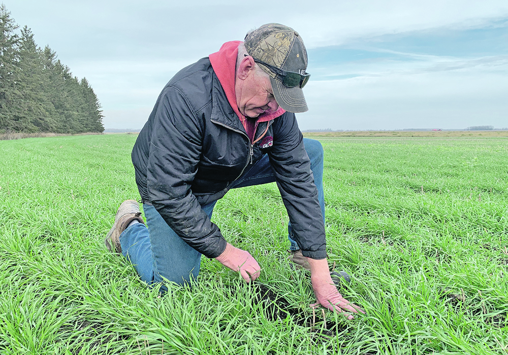 Doug Martin of East Selkirk, Man., seeds winter wheat into canola stubble following that year&rsquo;s crop, which covers the soil and spreads out the seeding and harvest work. | Ed White photo