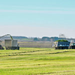 Galbraith Silage made great time Nov. 9 chopping and delivering the silage to the cattle yard. Three operators transported the chopped silage. | Jeannette Greaves photo