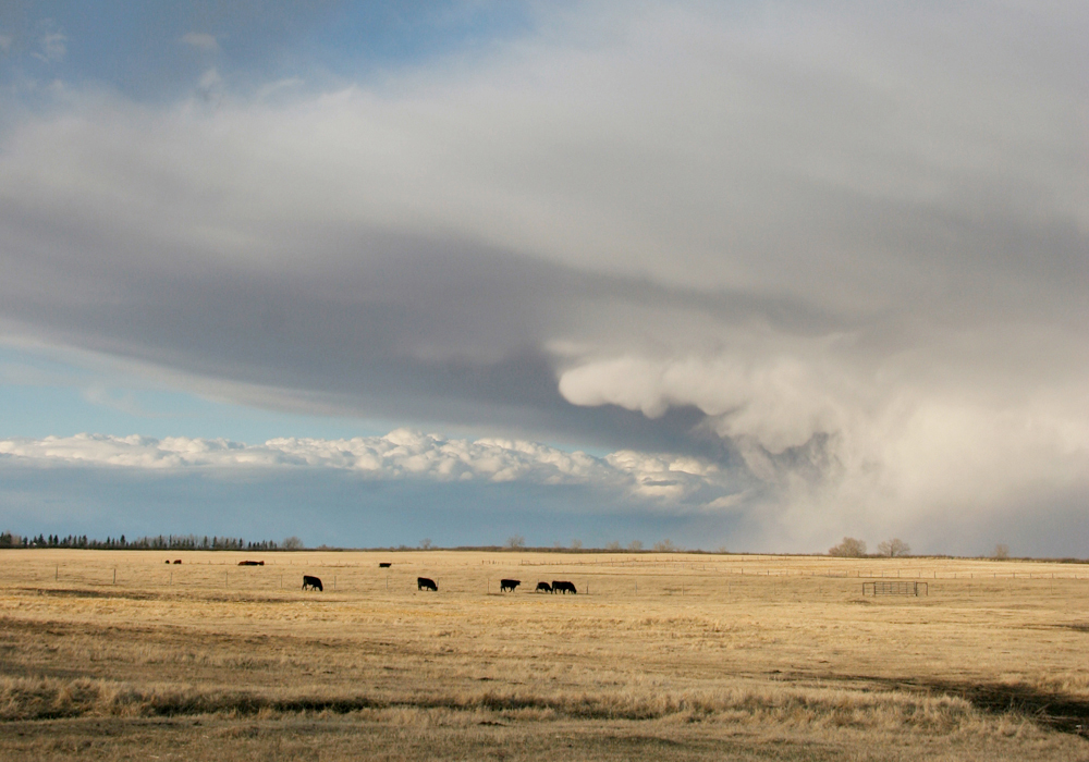 According to the Canadian Crop Hail Association (CCHA), in 2021, both Saskatchewan and Alberta experienced more hail losses than they have in years. | File photo