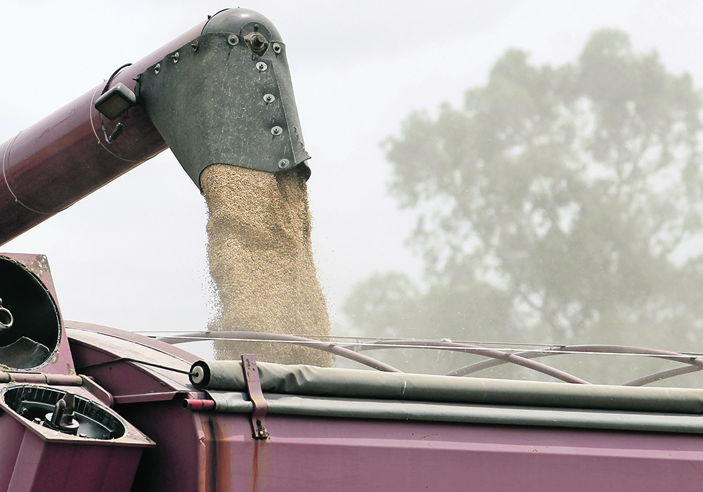 Just a fraction of Argentine farms are growing a genetically modified wheat variety that is resistant to drought and the common herbicide ammonium glufosinate. | Reuters/Enrique Marcarian photo