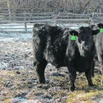 These weaned bull calves were wintered on good quality hay but no grain. Research has found that feeding high-energy diets after weaning causes rapid weight gain but may also deposit fat in the scrotum, which insulates the testes and interferes with optimum sperm production. | Heather Smith Thomas photo