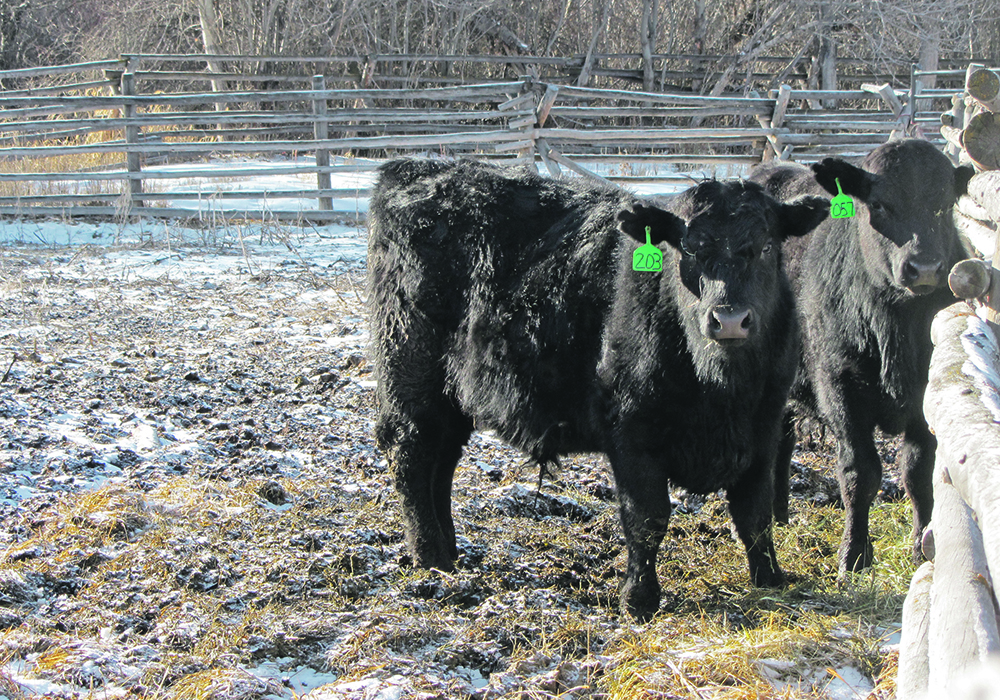 These weaned bull calves were wintered on good quality hay but no grain. Research has found that feeding high-energy diets after weaning causes rapid weight gain but may also deposit fat in the scrotum, which insulates the testes and interferes with optimum sperm production. | Heather Smith Thomas photo