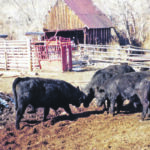 Greater space may reduce fighting because younger or less aggressive bulls can stay away from more dominant bulls. | Heather Smith Thomas photo