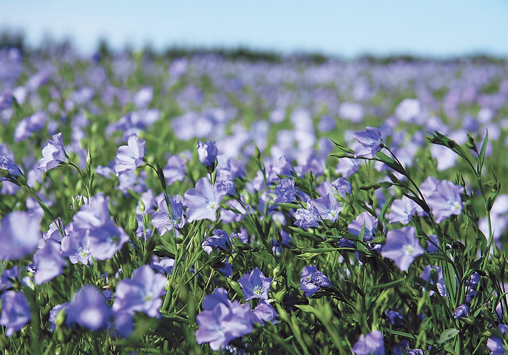 Flax prices have dropped to about $40 to $41 per bushel, down from the recent highs of $45. | File photo
