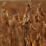 Soybeans may be headed for a correction. | Michael Raine photo