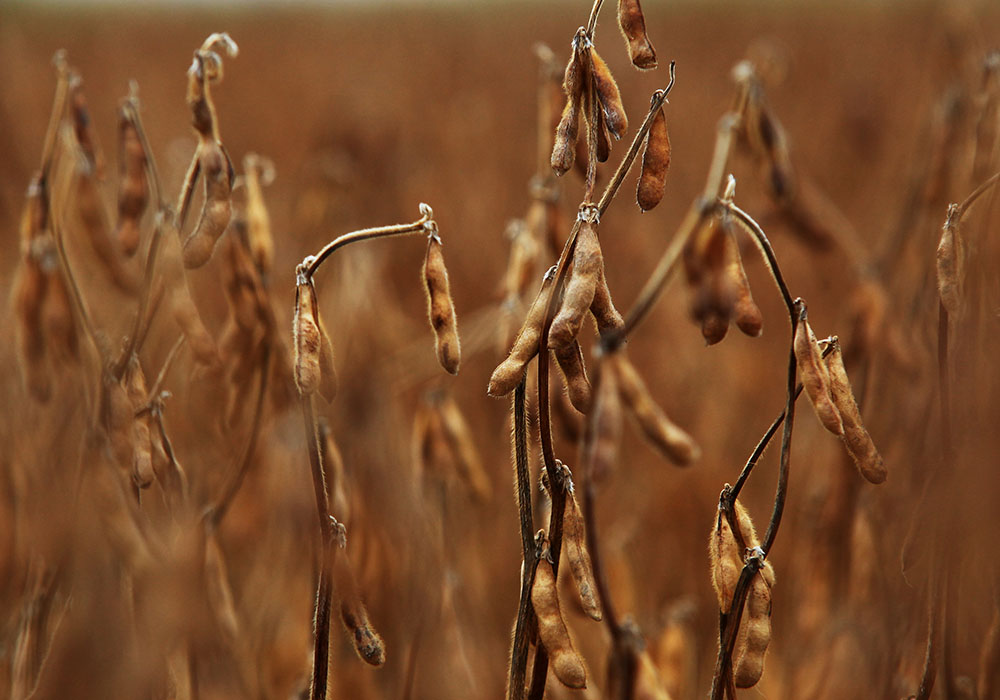 Soybeans may be headed for a correction.  |  Michael Raine photo