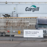 An empty cattle liner leaves the Cargill meat packing plant near High River, Alta. Negotiations are under way for a labour deal in order to prevent a possible strike or lockout Dec. 6. | Mike Sturk photo.