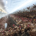 The French authorities, which said they had yet to identify the strain, are to slaughter the chickens and disinfect the farm to prevent the spread of the disease, the ministry said in a statement. | Getty Images