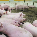 Research has shown that stall-free hog production can be as efficient and economical as that of stall systems, although staff need to manage the animals differently, which requires education and preparation. | File photo