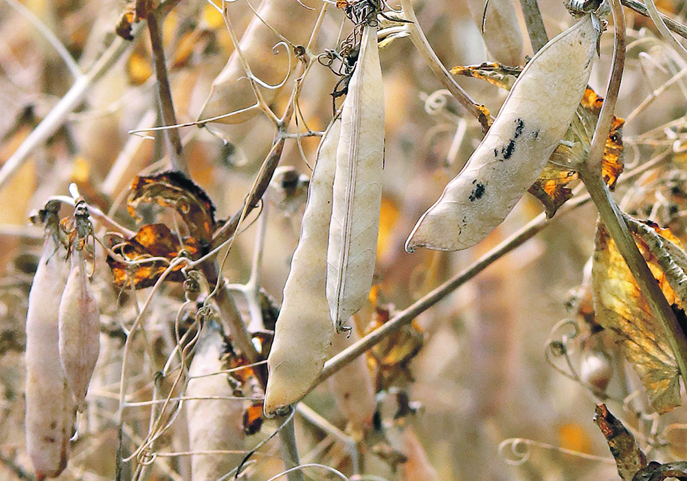 A new plant that Roquette is opening in Portage la Prairie, Man., is expected to use 125,000 tonnes of yellow peas a year. | File photo