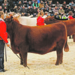 Fourteen-year-old Kasey Adams from Forestburg, Alta. participates in the Supreme show at Canadian Western Agribition last week with Red Ter-Ron 6 Mile Misty 131H. The teenager won the grand champion Red Angus female at the Olds Fall Classic, Farmfair International and Agribition. She also won the First Lady Classic interbreed show and the Extreme championship in the Junior Beef Extreme, both at Agribition. | Mike Raine photo