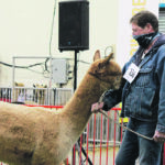 Kevin Sept of Leduc, Alta., spends of time in the ring with his macho after winning Agribition's Supreme Champion at the alpaca show. | Melissa Bezan photo